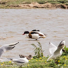 Shelduck