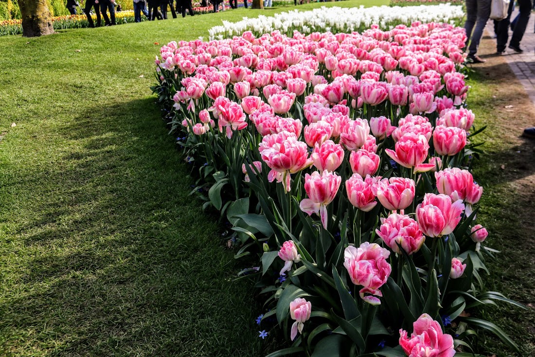 Парк Keukenhof, Ouddorp и Rotterdam "на закуску" - апрель 2017