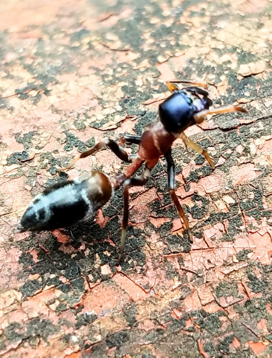 Ant mimicking jumping spider