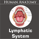 Lymphatic System for firestick