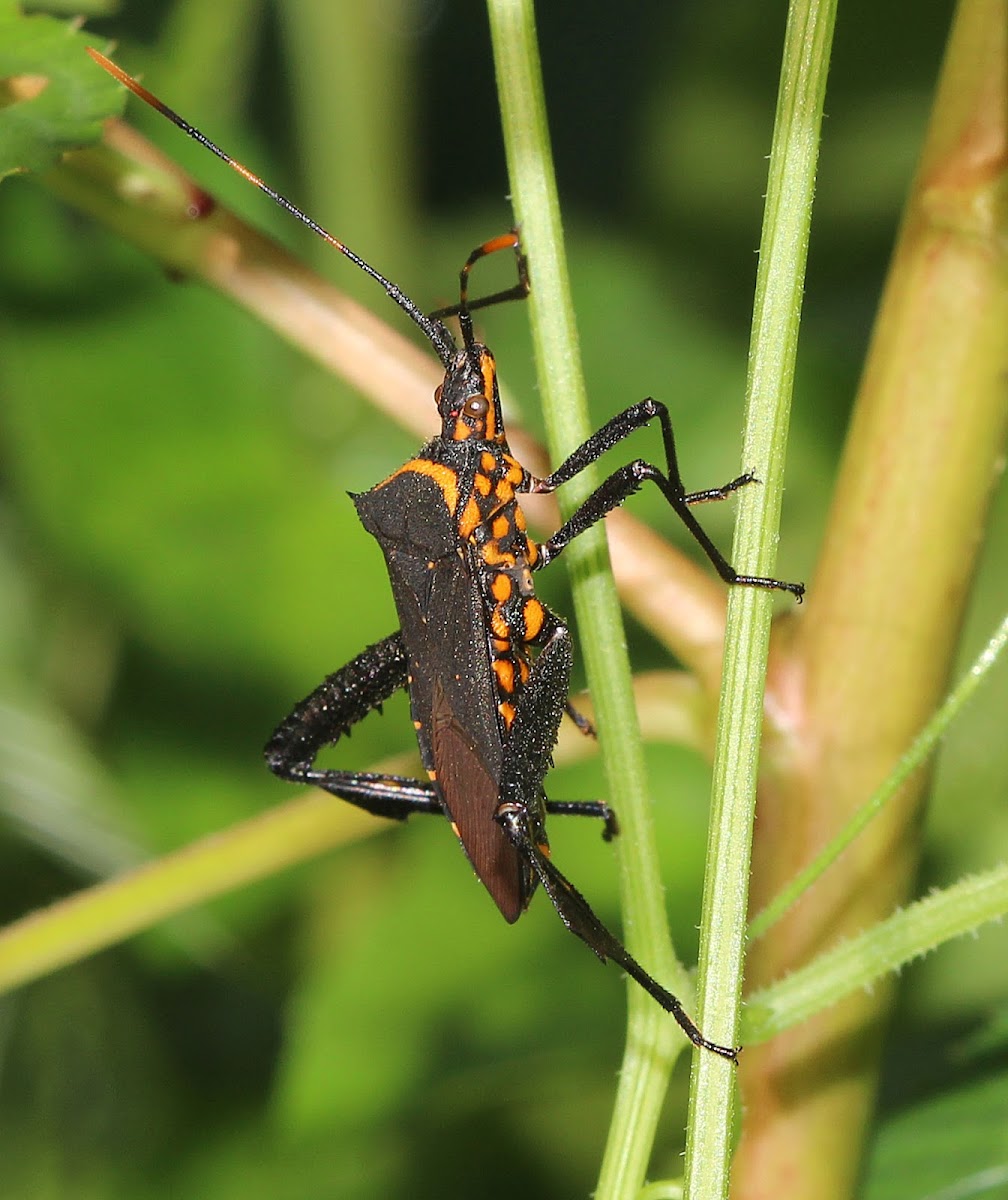 Passionvine Bug