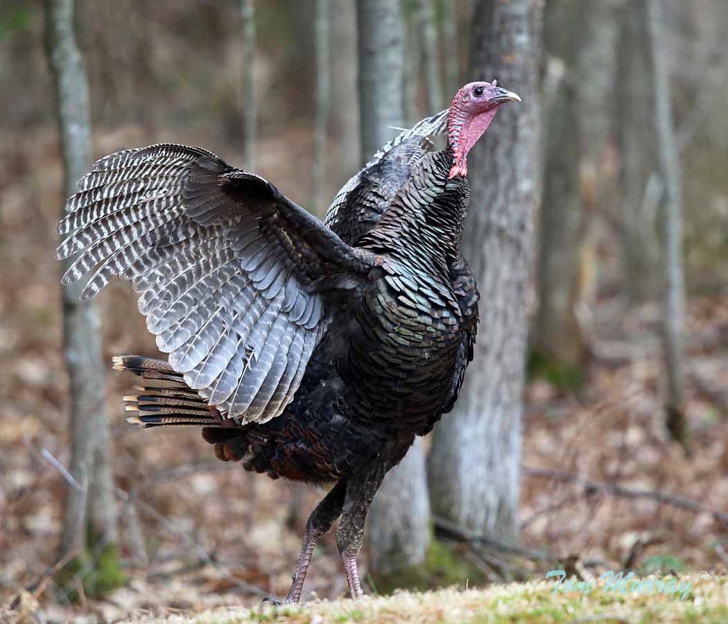 Wild Turkey