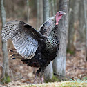 Wild Turkey