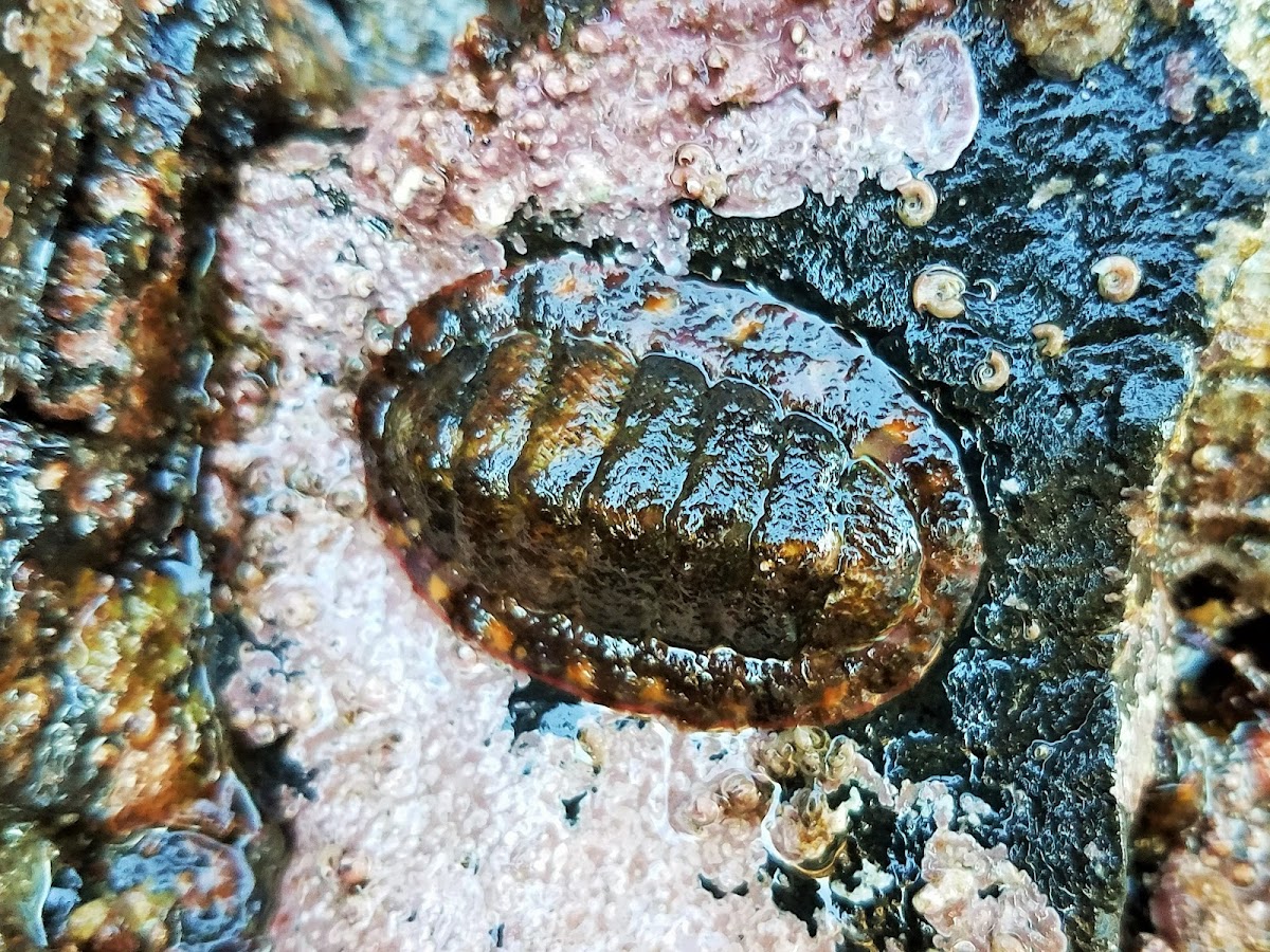 Lined chiton