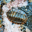 Lined chiton