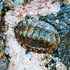 Lined chiton