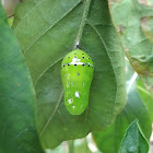 Glassy Tiger (Pupa)