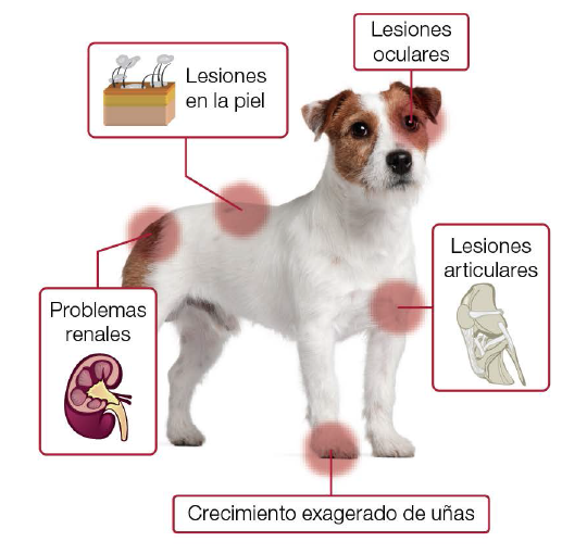 LEISHMANIOSIS CANINA - Vetsicor