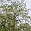 Japanese flowering cherries