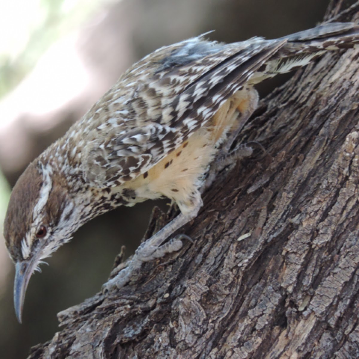 Cactus Wren