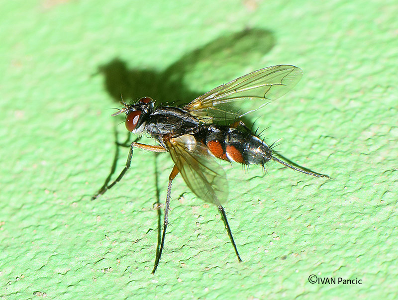 Tachinid Fly