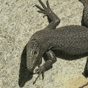 Dalmatian Rock Lizard