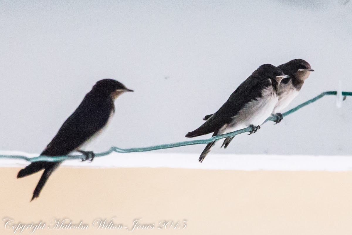 Barn Swallow; Golondrina Común