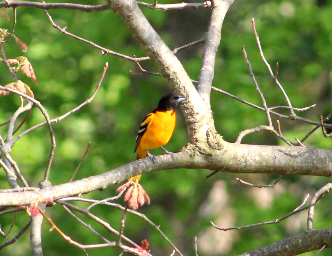 Baltimore Oriole