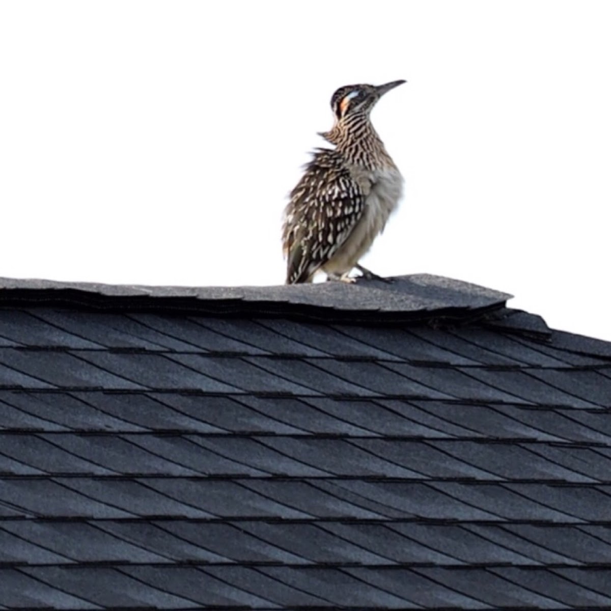 Greater Roadrunner