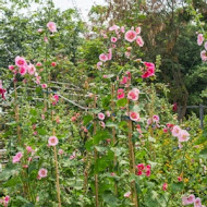 花露農場 Flower Home