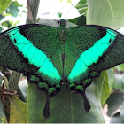 Emerald Swallowtail