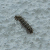 Southern comma larva