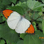 White Orange-tip