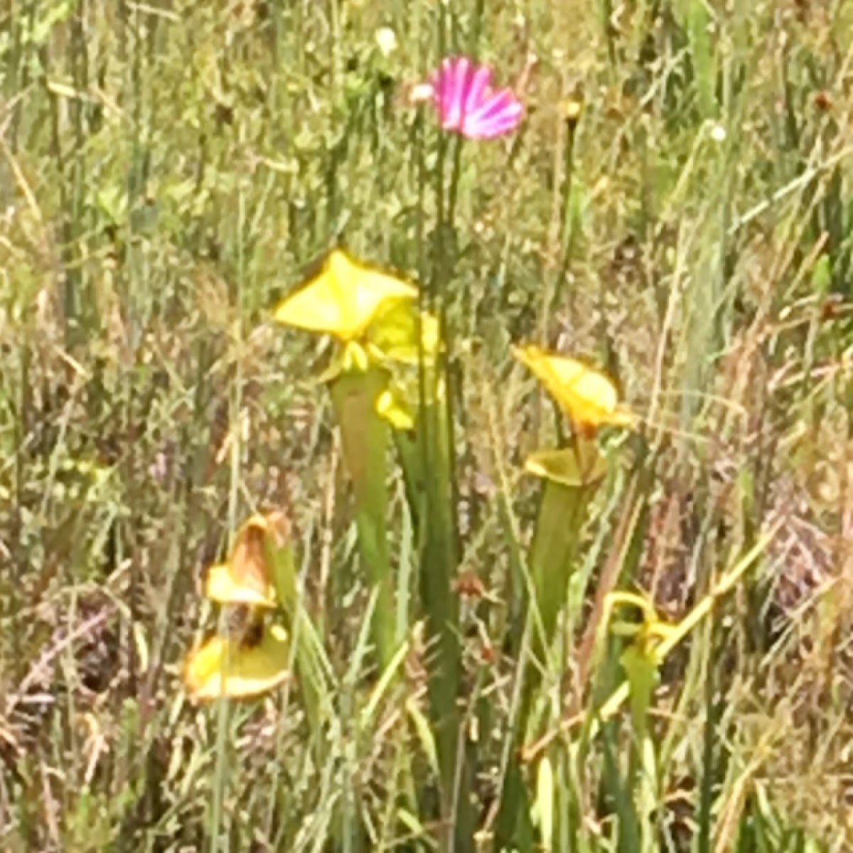 Yellow Pitcher plant