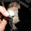 Pale Spear-Nosed Bat