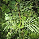 White-Lipped Island Pit Viper