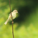 Plain Prinia