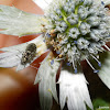 Soft Wing Flower Beetle