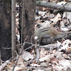 Common Chipmunk