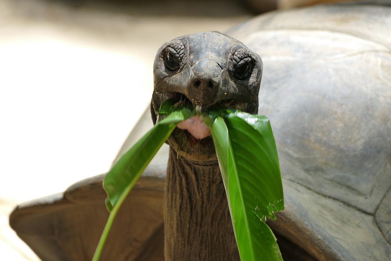 Tortoise destroying a leaf in its mouth