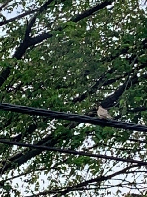 Mourning dove