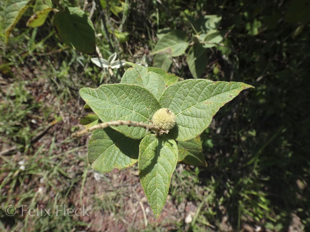 Croton