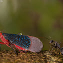 Lanternfly