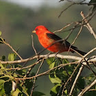 Scarlet Tanager