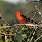 Scarlet Tanager