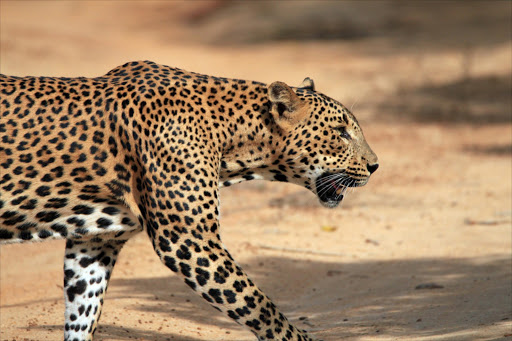 Leopard numbers are declining at 8% per year.