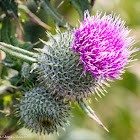 Spear Thistle