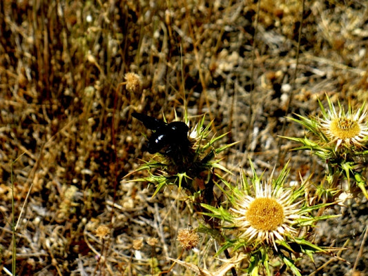 PUNTO NERO di scapigliata