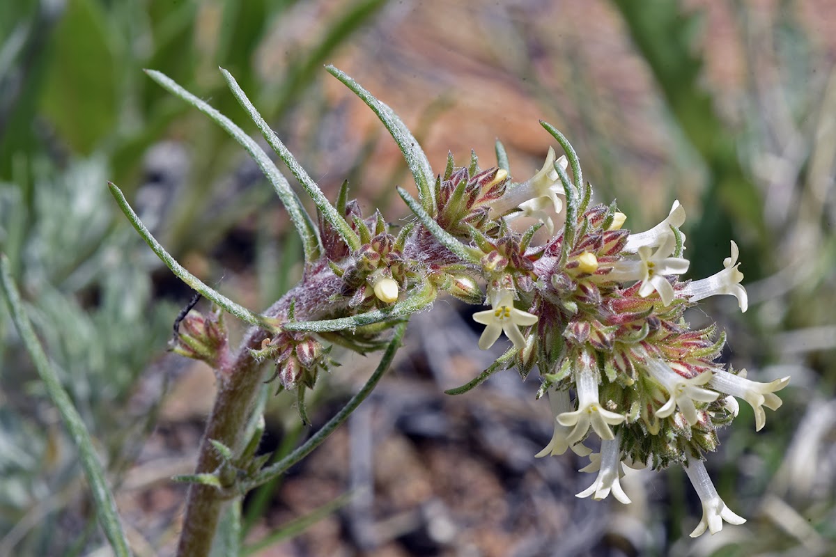 Spiked Ipomopsis