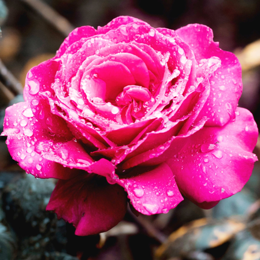 Roses live wallpaper. Beautiful roses for girls