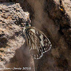 Western Marbled White