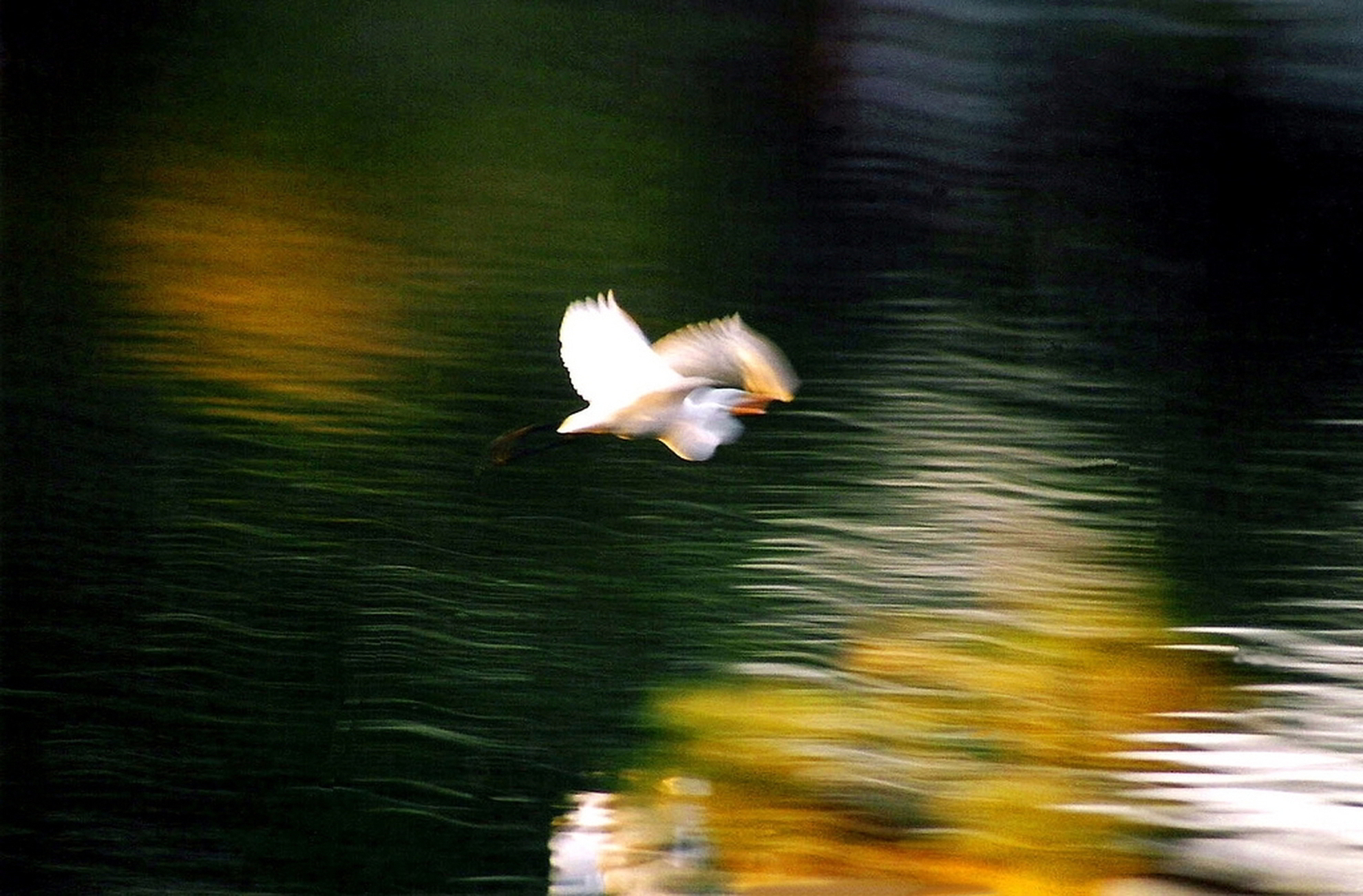 In volo... di Toninola