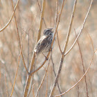 Song Sparrow