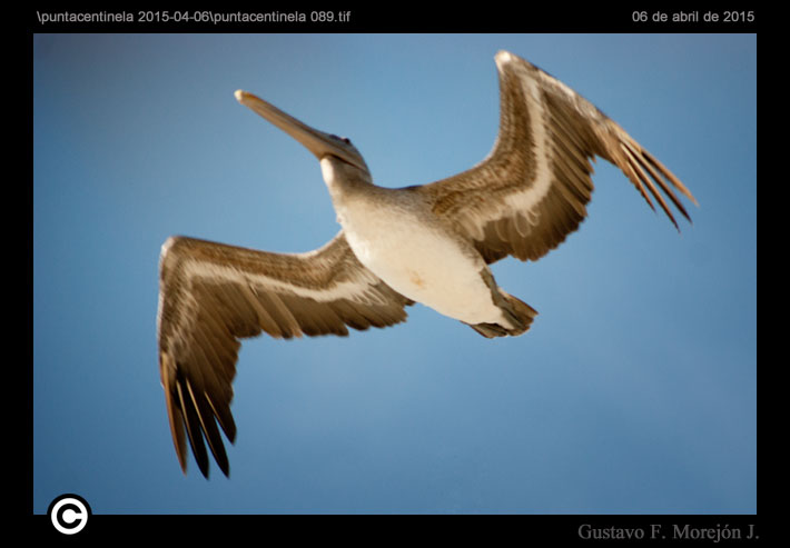 Pacific Pelican