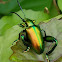 Frog legged leaf beetle