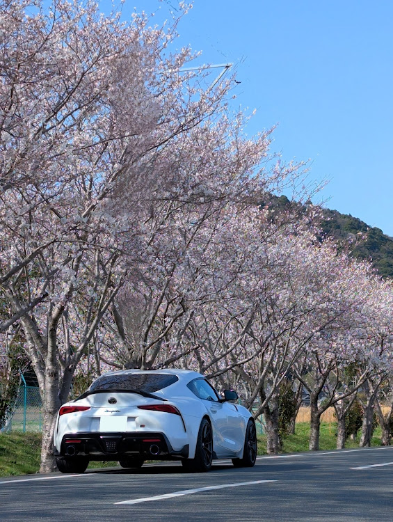 スープラのサクラと愛車・桜・春・桜コラボに関するカスタム事例の投稿画像3枚目