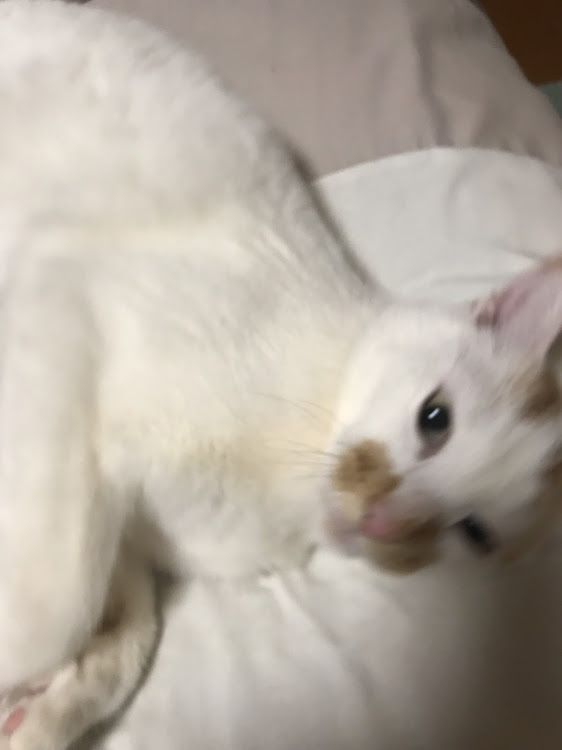 ミニ ハッチバックの愛猫紹介・CT愛猫部・1日1猫に関するカスタム事例の投稿画像3枚目