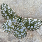 Emerald Moth