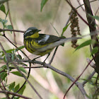 Magnolia Warbler