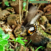 Common mormon with egg and its caterpillar